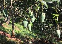 Ghép xoài da xanh "khổng lồ" lên gốc xoài ta, lãi 150 triệu đồng