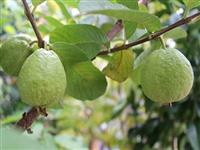 Bí quyết thâm canh ổi giòn, ngọt lịm, bán được giá cao