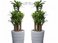 Các chăm cây và bón phân cho cây cảnh